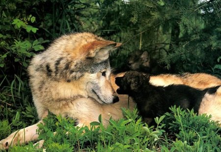 My dear Baby - animal, mother, wolf, puppy