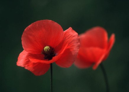 Poppies - nature, nice, flower, red