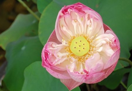 Still Life - leaves, flower, pink, stem