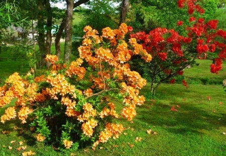 Spring day - nice, freshness, trees, greenery, flowering, bench, spring, pretty, garden, fresh, day, park, yard, lovely, bushes, nature, floral, forest, beautiful, rest