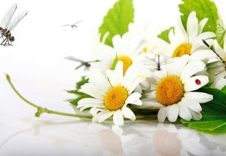 Nature Chamomile - summer, ladybug, daisy, fragrant, spring, light, flowers, nature, dragonflies, chamomile, lady bug, wild flower, dragonfly