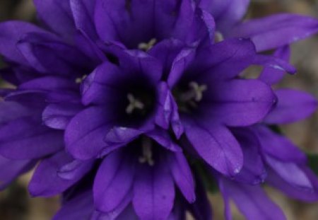 Amazing shade of purple flower.