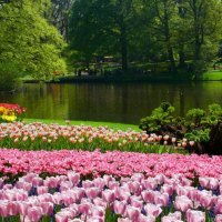 Walk in Keukenhof Garden