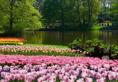 Walk in Keukenhof Garden