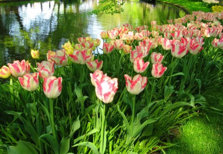 Tulips in the park - pretty, grass, reflection, fresh, garden, lake, nice, greenery, branches, trees, keukenhof, beautiful, beauty, lovely, freshness, colorful, tulips, nature, green, park