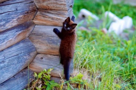 my first climbing lesson - climb, kitten, cute, colors, log cabin