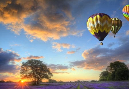 hot air balloons over lavender fields at sunset