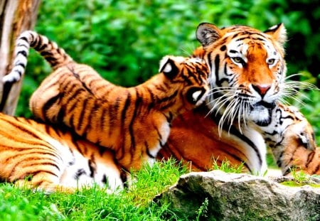 MY MOTHER MY ANGEL! - cub, wild, animals, mother, tiger