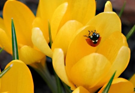 Ladybug in crocus - Animal, Ladybug, Flower, Nature