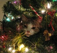 A christmas cat 1