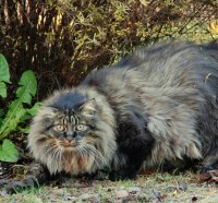 Norwegian forest cat