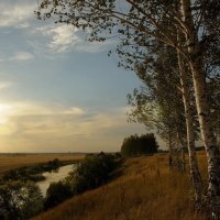 birch trees along a river at sunset