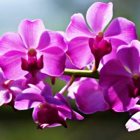 Beautiful orchid flowers with back sunlight.