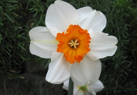 Daffodils April 22 - white, Flowers, garden, photography, Daffodils, orange