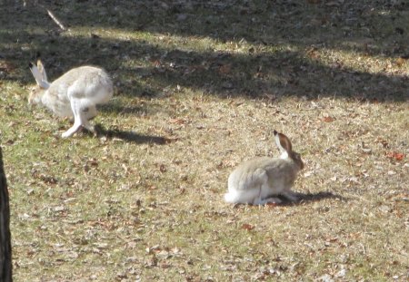 They can run but they cannot hide from my camera - white, rabbits, grey, photography, park