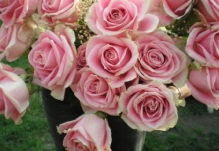 Pink roses - nature, bouquet, roses, flower