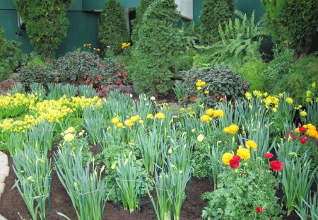 Flowers Symbolizing Strength 35 - yellow, photography, green, flowers, garden