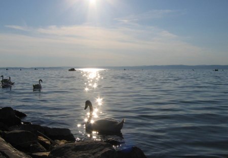 Swans is sunshine (Lake Balaton) - Sunshine, Lake, Nature, Swan