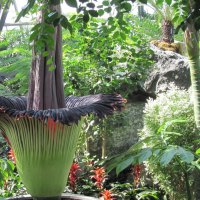 Corpse plant at the pyramids