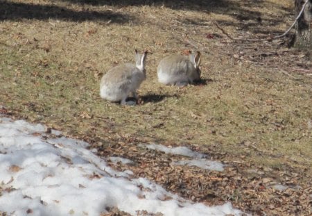 Rabbits enjoy Spring day - white, winter, photography, rabbits, grey, snow