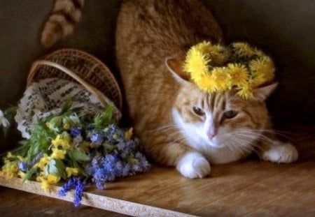 Cat and flowers - image, color, wallpper, new