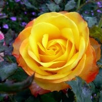 Tequila Sunrise Rose