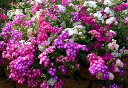 my beautiful garden - phlox, sunny, garden, spring