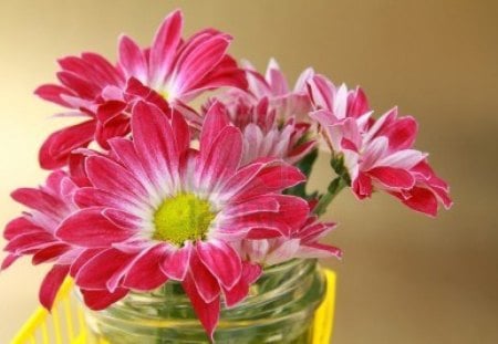 chrysanthemum - flowers, yellow, bottle, red