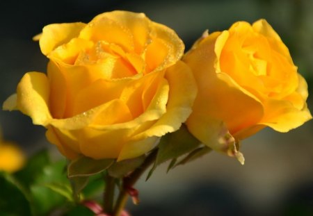 Yellow rose - flowers, yellow, petals, rose