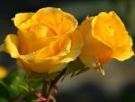 Yellow rose