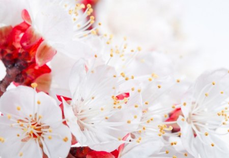 Spring blooms - flowers, white, spring, petals