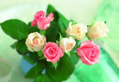 Beautiful roses - roses, flowers, petals, arrangement