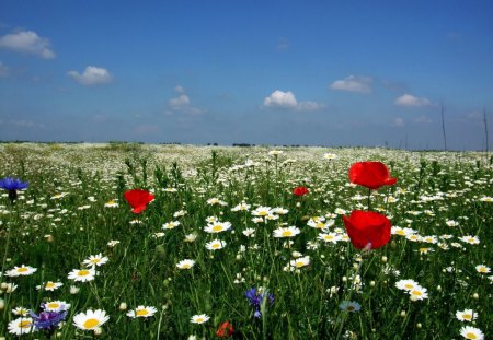 Flower Field - daisies, cornflowers, blossoms, poppies, landscape, sky