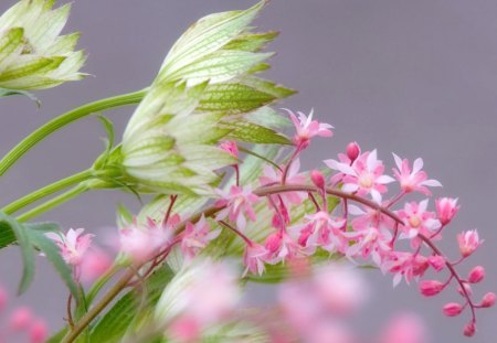 Beautiful flower - petals, pink, stem, flowers, green