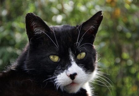 Cat - sleepy, cute, beautiful, cat, sleeping, kitty, cats, hat, cat face, paws, face, animals, pretty, beauty, sweet, kitten, lovely