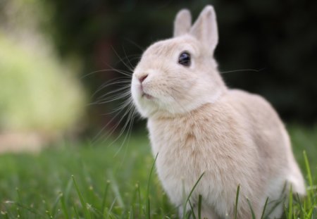 Bunny - white, animal, nature, grasas, bunny