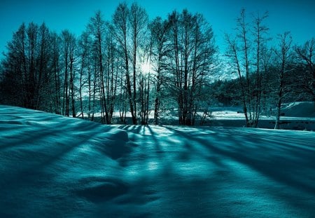 Night light - nature, sky, trees, forest, light, night