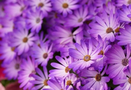 Flowers - nature, purple, flowers, beautiful