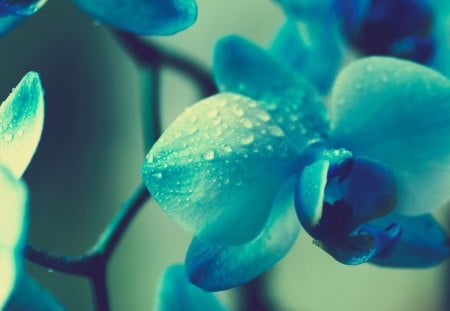 Up-close Flower - nature, up close, flower, water drops