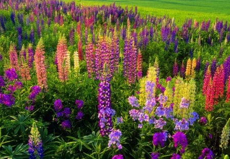 Spring meadow - nice, freshness, greenery, colorful, field, meadow, spring, pretty, scent, grass, lupin, fresh, summer, lovely, nature, beautiful, flowers