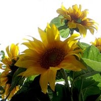 sunflowers