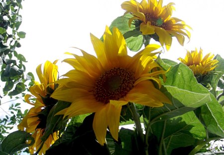 sunflowers - seed, fields, sunflowers, yellow