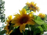 sunflowers