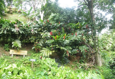 Flowers garden on the Islands - trees, Flowers, red, green, photography