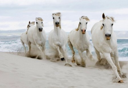 Runing free - ocean, beach, aqua, water, summer, wind, run, white, free, horse, blue, animal, sea, sand