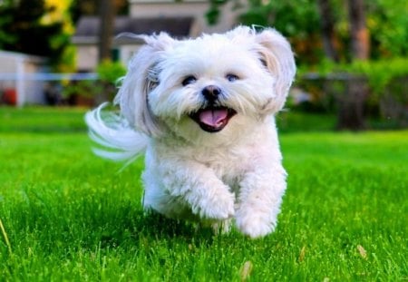 Little Sunshine - westie, terrier, lawn, dog