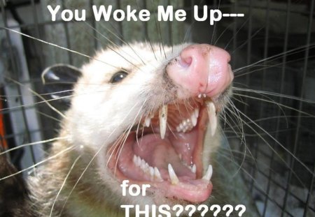 NEVER Poke a Sleeping Possum!!!!!! - squasher, caption, poke, fb, spring