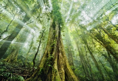 Mystic Jungle - dawning, landscape, trees, sun rays