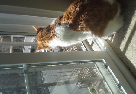 room with a view - cats, funny, animals, cute