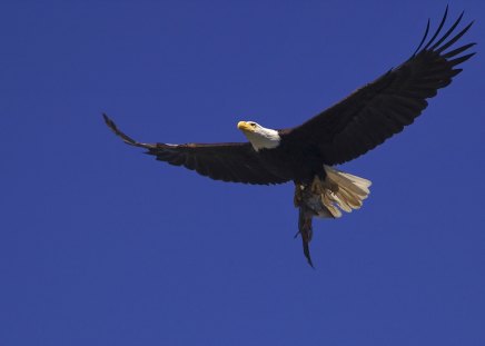 Eagle Flying - american, raptor, Bald Eagle, wings